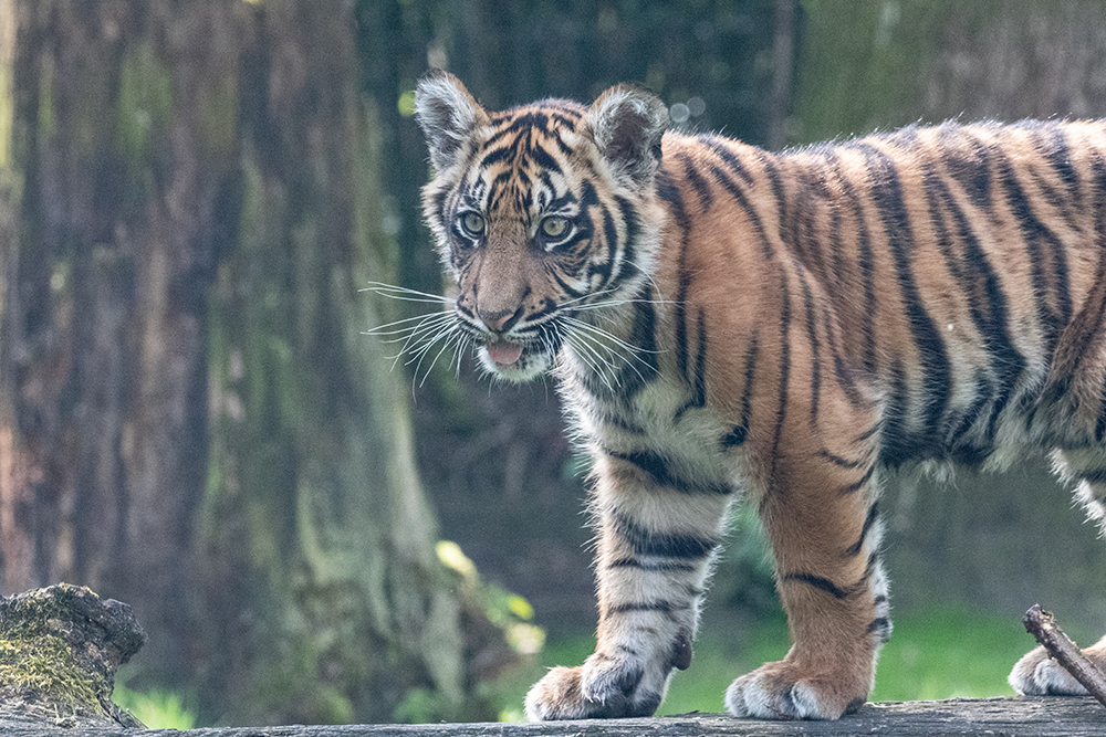 Tailor Sumatraanse tijger welp - Tailor Sumatan tiger cub
