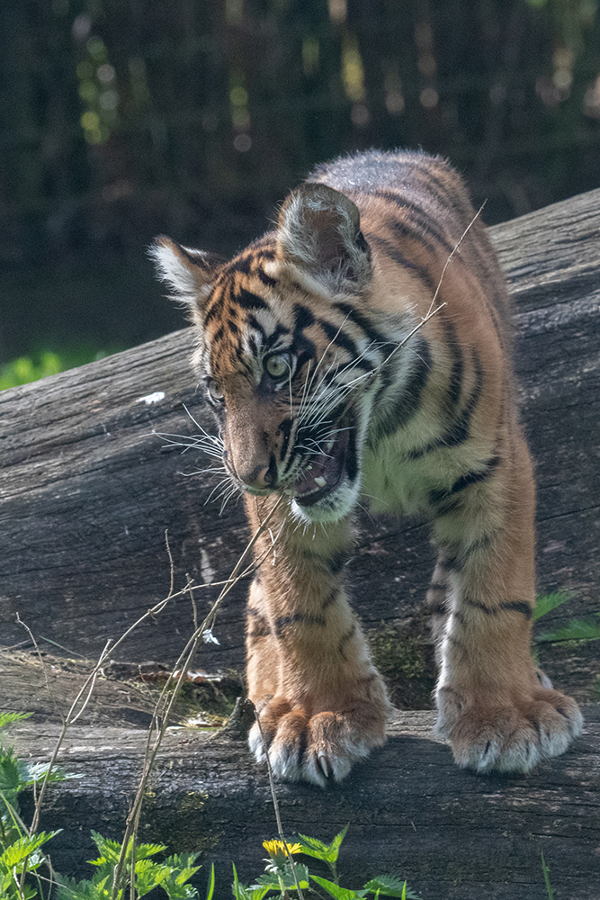 Tailor Sumatraanse tijger welp - Tailor Sumatan tiger cub