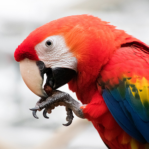 Birds