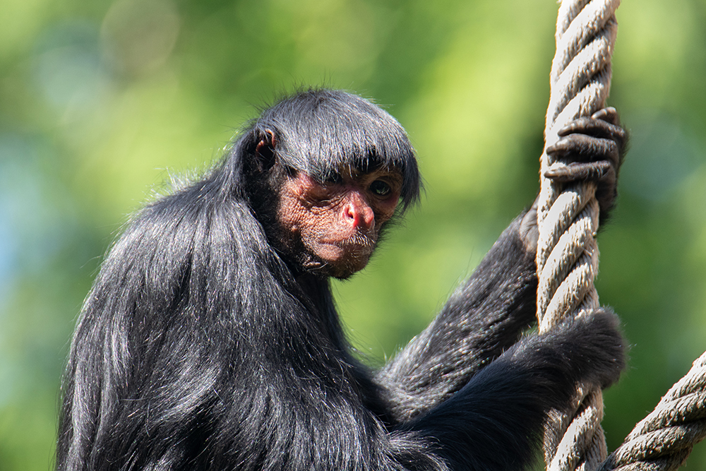 Zwarte slingeraap (Bosduivel) - Red-faced spider monkey