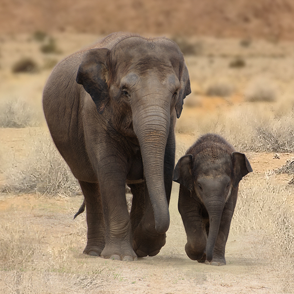 Dieren