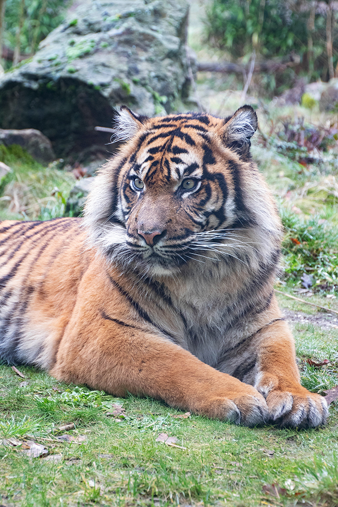 Sumatraanse tijger - Sumatran tiger (Burgers Zoo 2019)