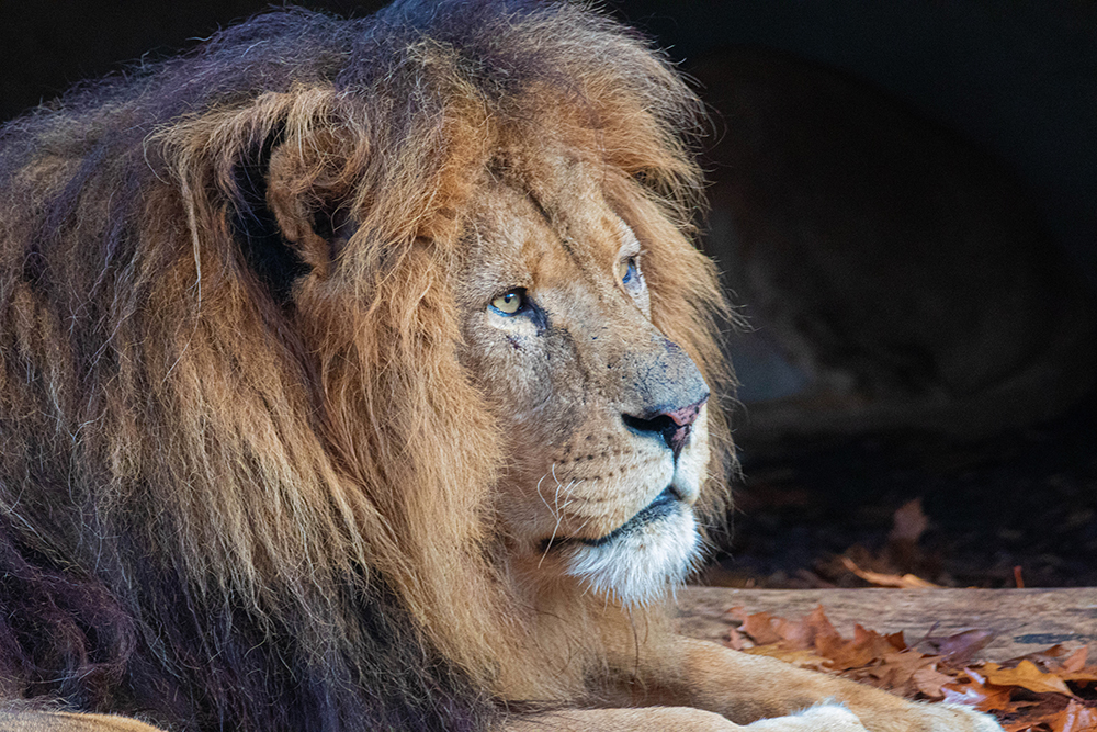 Leeuw - Lion (Burgers Zoo 2020)