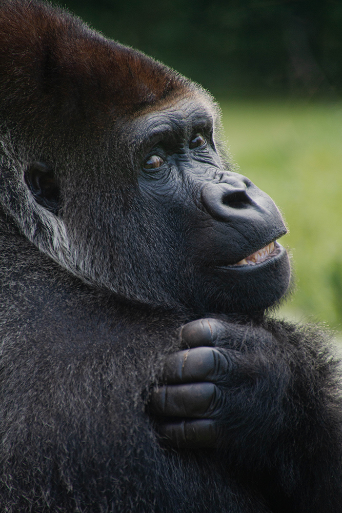 Bauwi Gorilla in Burger's Zoo 2017