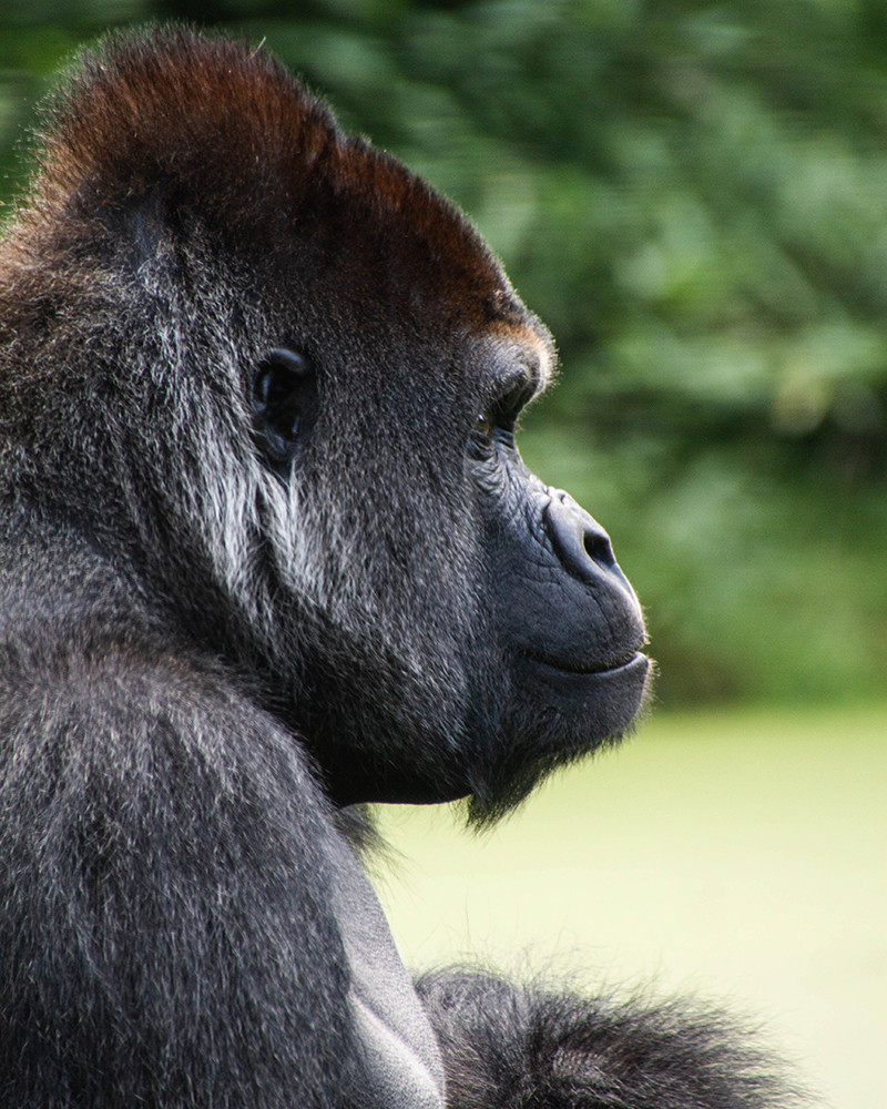 Bauwi Gorilla in Burger's Zoo 2017