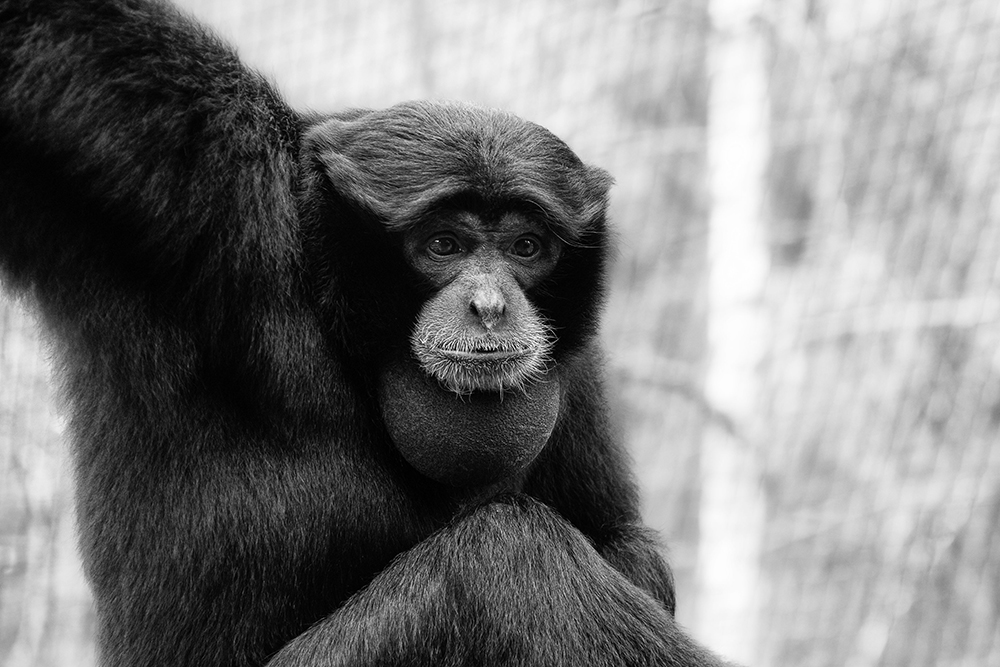 Siamang in Dierenpark Amersfoort (2016)