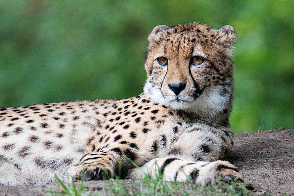 Jachtluipaard - Cheetah (Allwetterzoo Münster 2021)