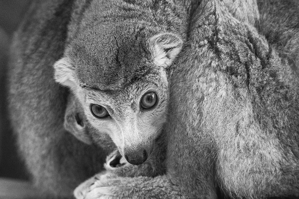 Kroonmaki - Crowned lemur in Natur Zoo Rheine (2023)