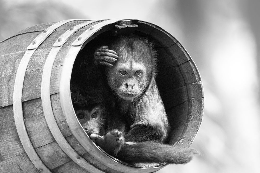 Geelborstkapucijnaap – Buff headed capuchin in Zooparc Overloon (2023)