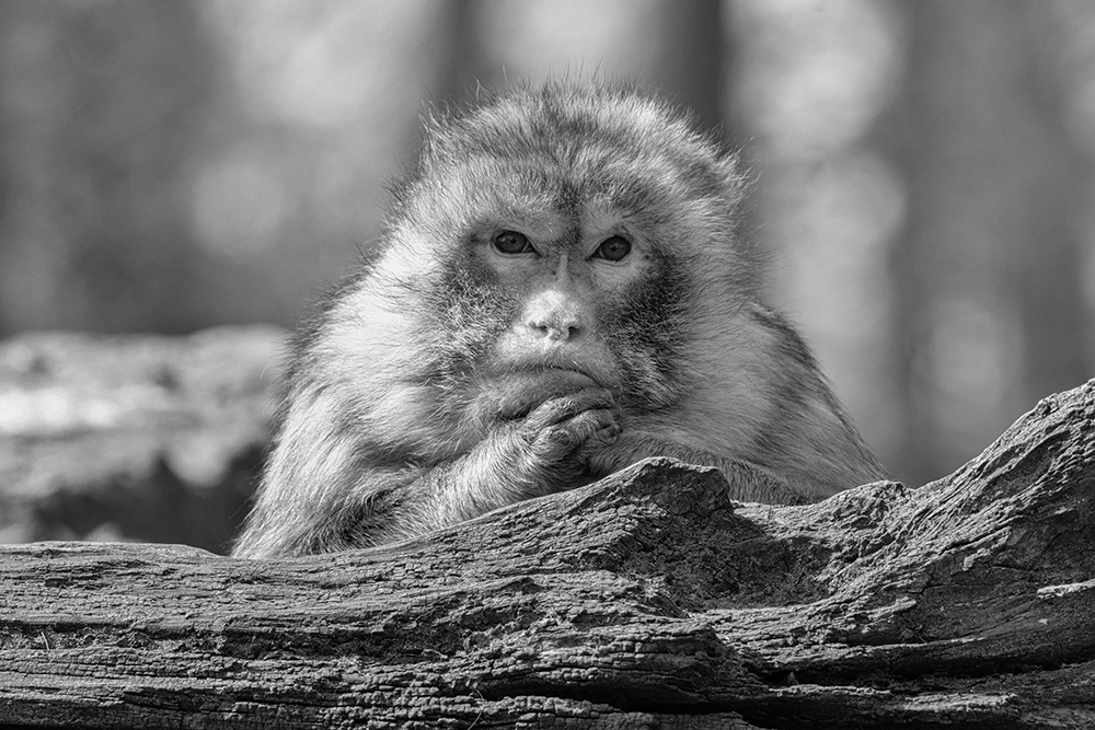 Berberaap - Barbary Macaque in Natur Zoo Rheine (2023)