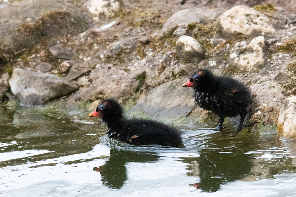 Waterhoen kuikens - Common moorhen chicks