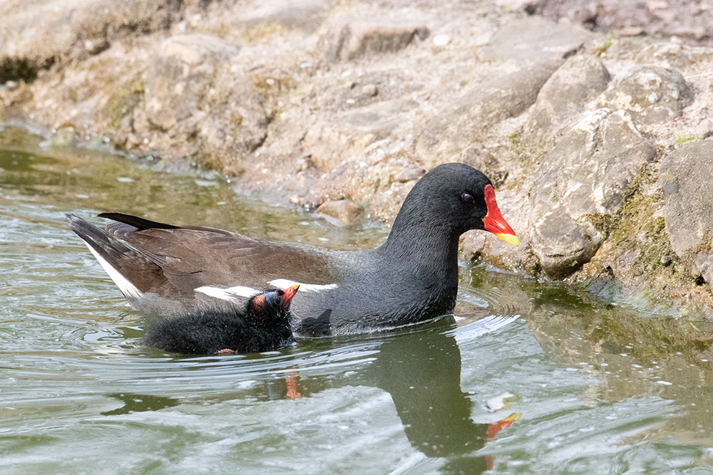 Waterhoen kuiken - Common moorhen chick