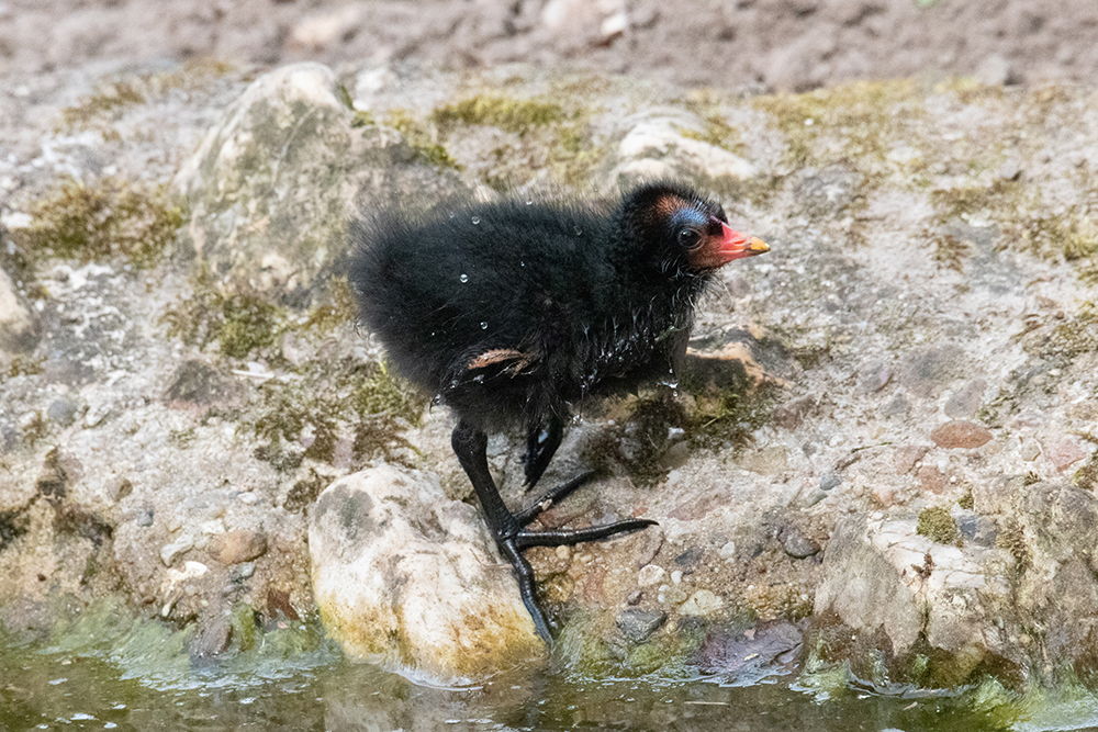 Waterhoen kuiken - Common moorhen chick