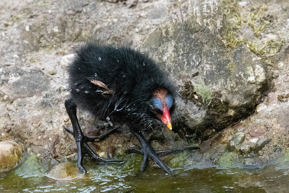 Waterhoen kuiken - Common moorhen chick