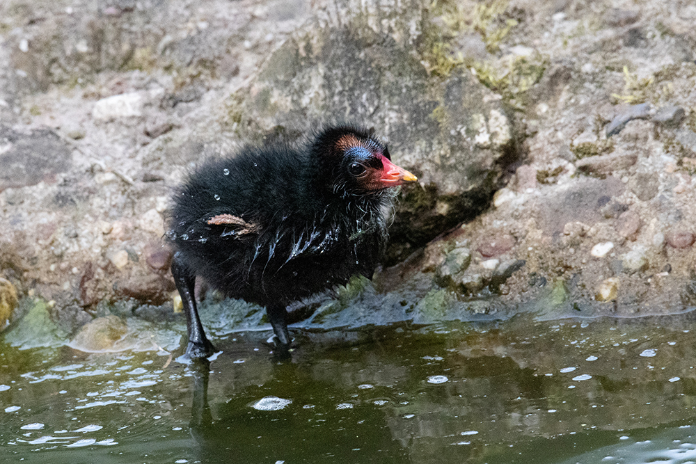 Waterhoen kuiken - Common moorhen chick