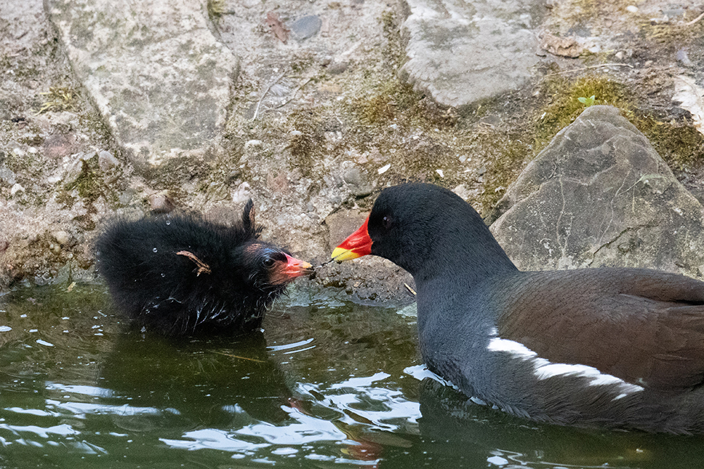 Waterhoen met kuiken - Common moorhen with chick