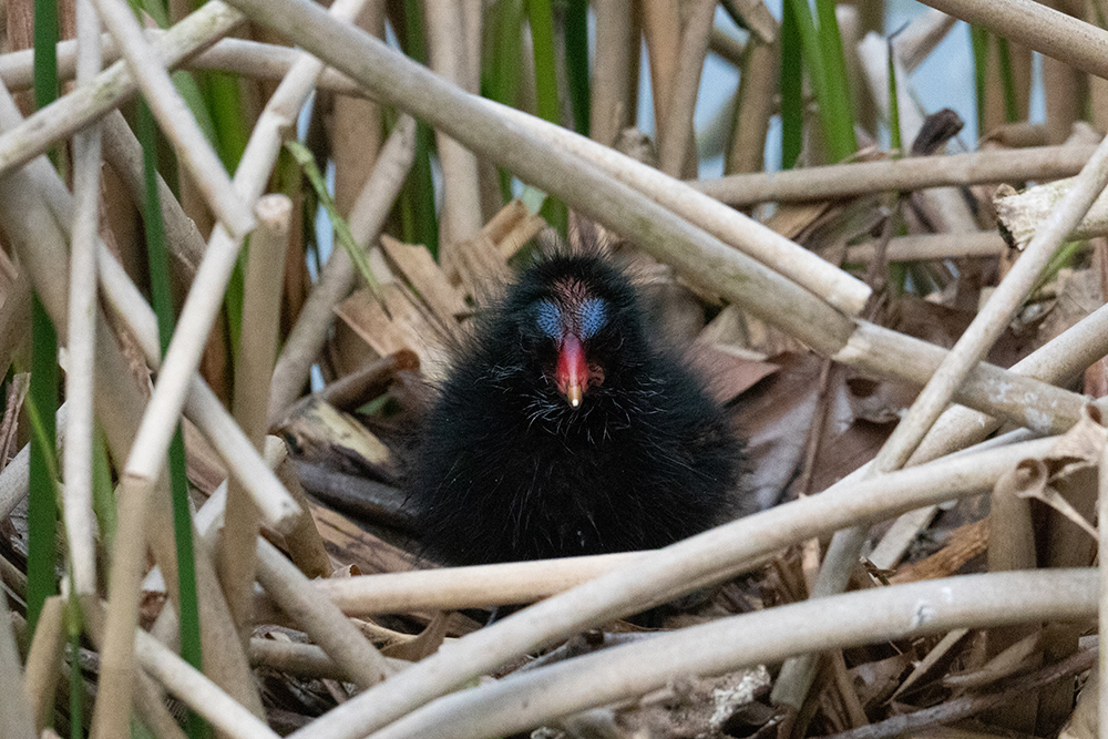 Waterhoen kuiken - Common moorhen chick