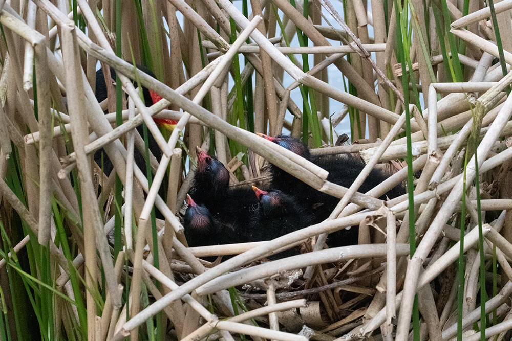 Waterhoen kuikens - Common moorhen chicks