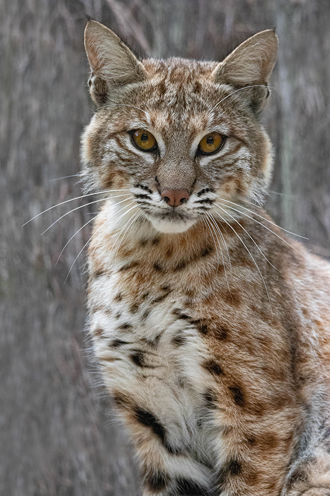 Rode lynx - Bobcat (Allwetterzoo Münster 2016)