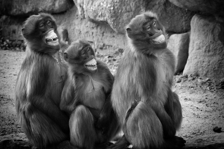 Monochrome primate expressions