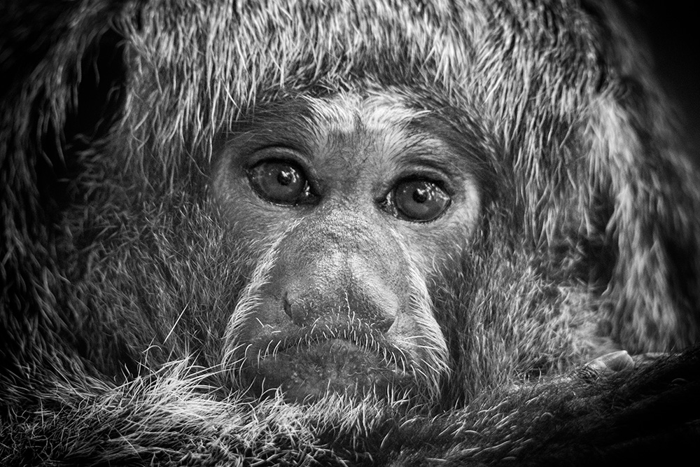 Witgezichtsaki - White-faced saki in Zoo Krefeld (2023)