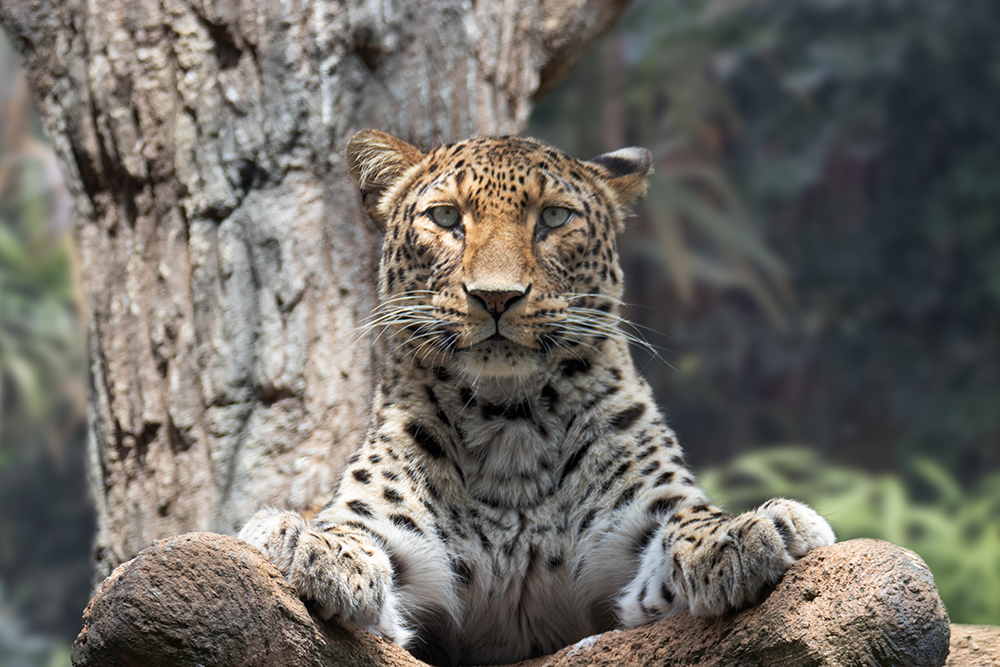 Panter - Leopard (Allwetter Zoo 2020)