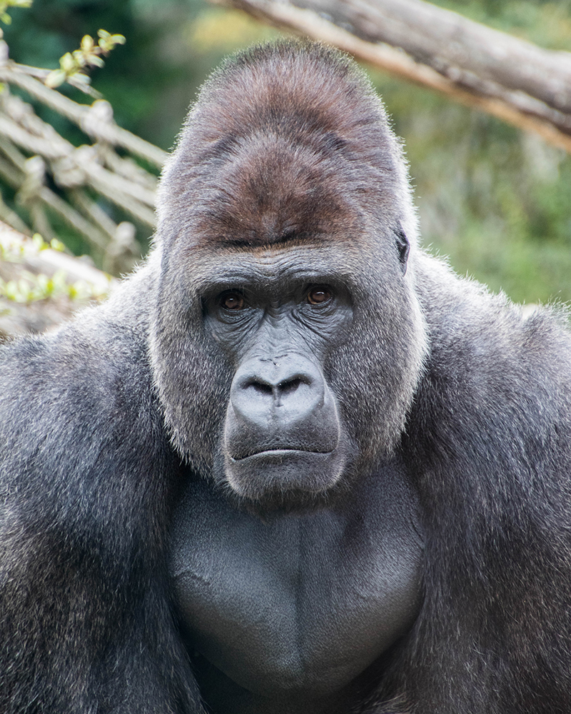 Bauwi Gorilla in Burger's Zoo 2019