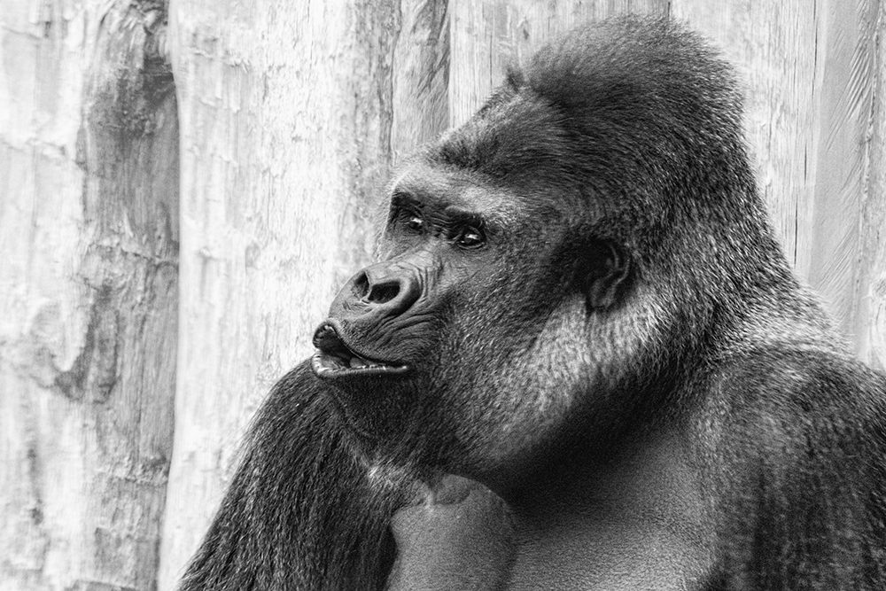 Kidogo Gorilla in Zoo Krefeld (2023)