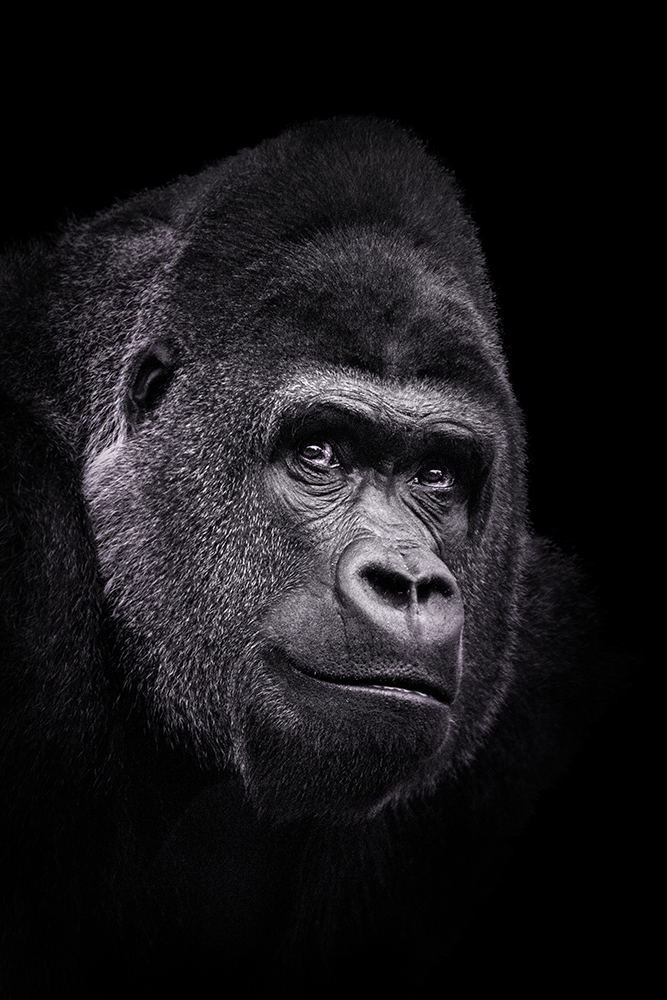 Bauwi Gorilla in Burger's Zoo 2016