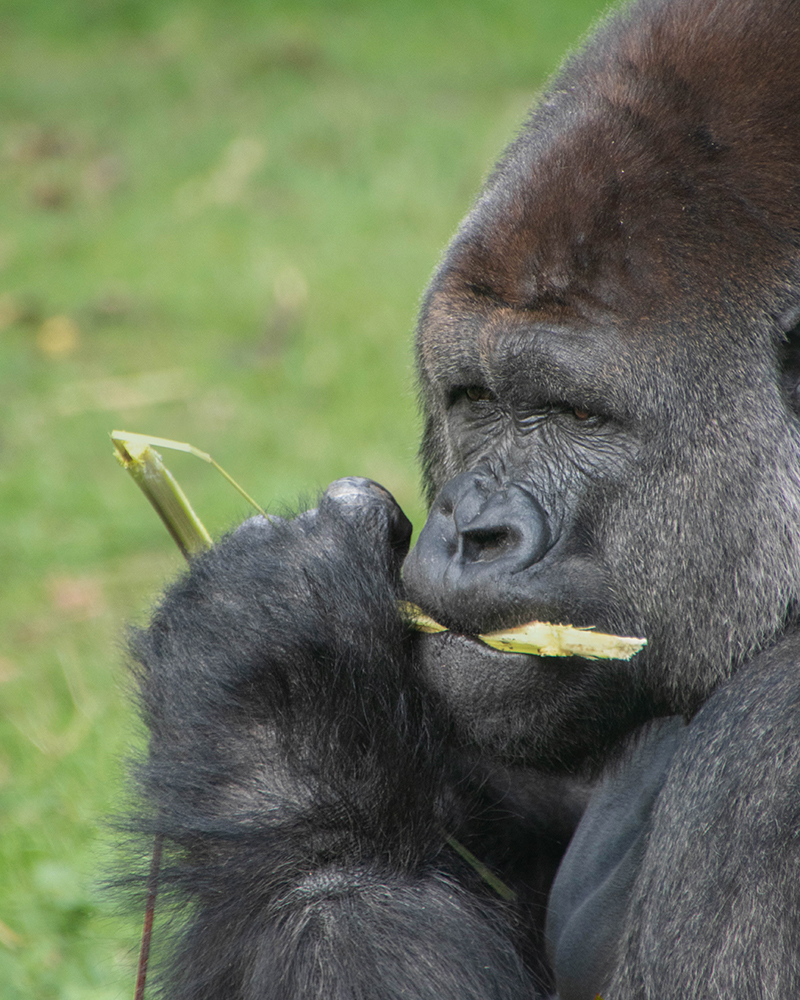 Bauwi Gorilla in Burger's Zoo 2019