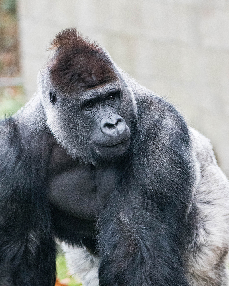 Bauwi Gorilla in Burger's Zoo 2019