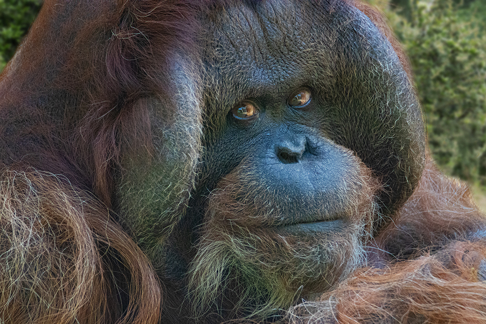 Orang-oetan - Orangutan