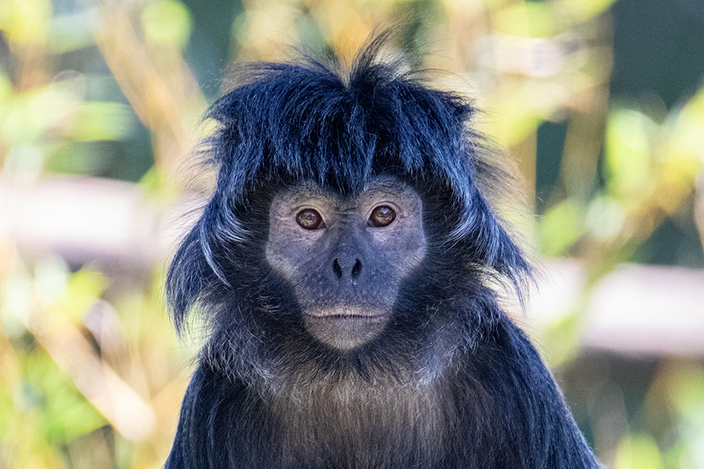 Javaanse langoer - Javan lutung