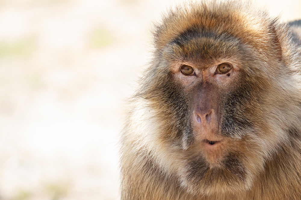 Berberaap - Barbary macaque
