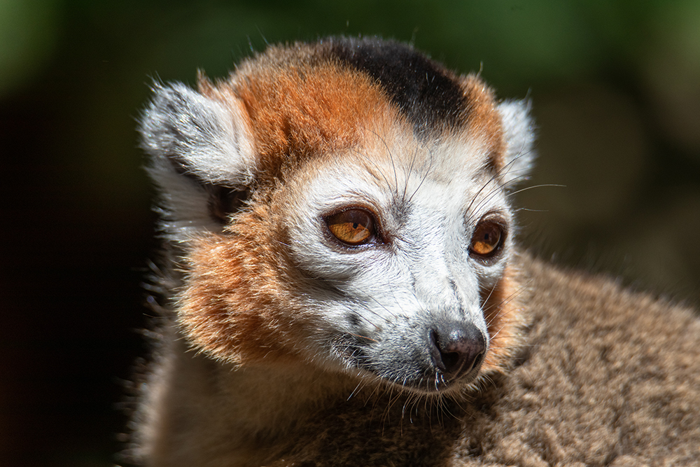 Kroonmaki - Crowned lemur