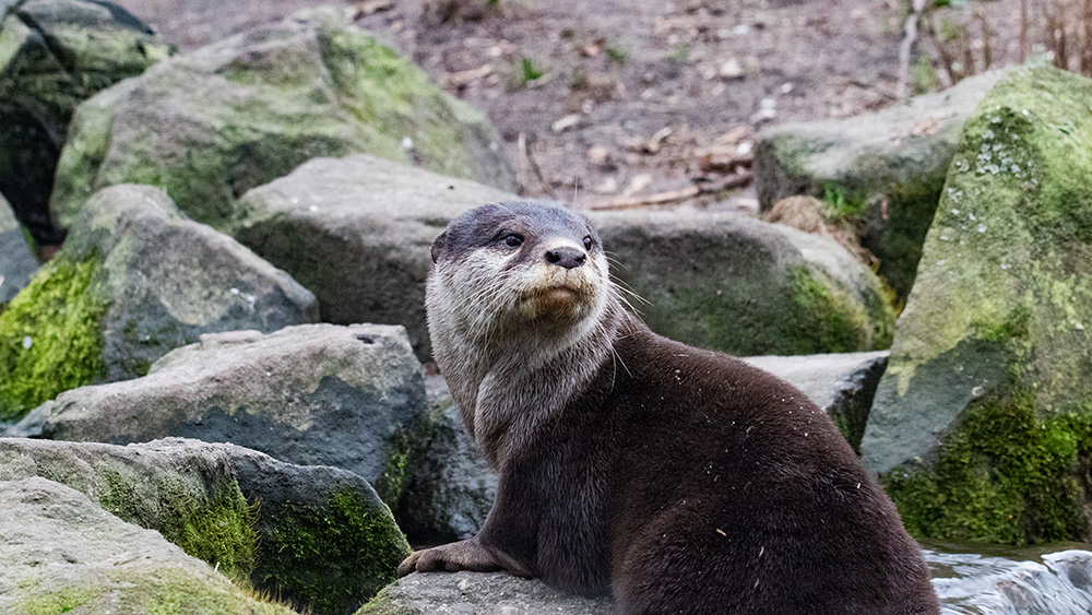 Kleinklauwotter - Small-clawed otter(Naturzoo Rheine 2023)
