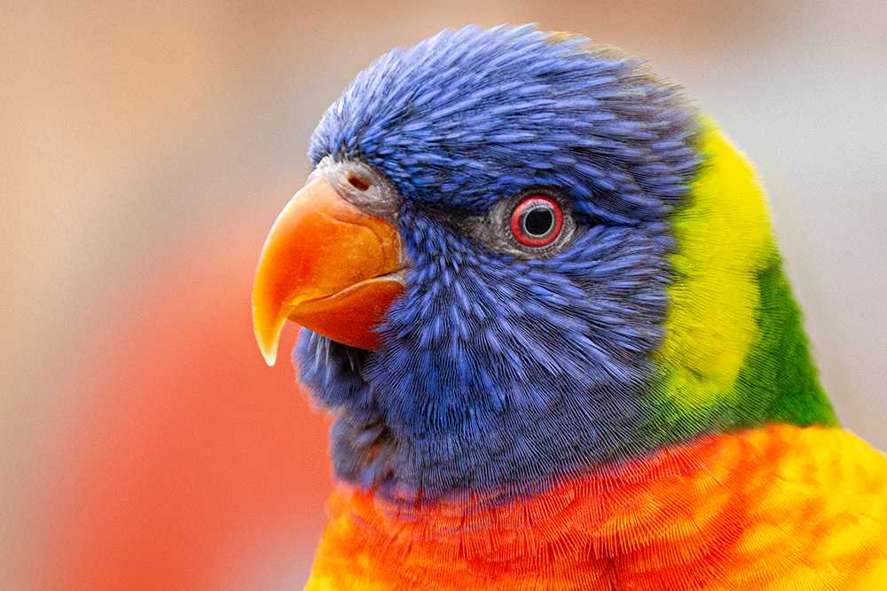 Regenboog lori - Rainbow lorikeet (Orchideeënhoeve 11-2015)