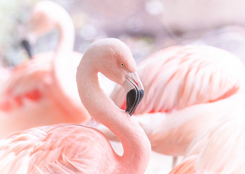 Flamingo (Dierenpark Amersfoort (9-2021)
