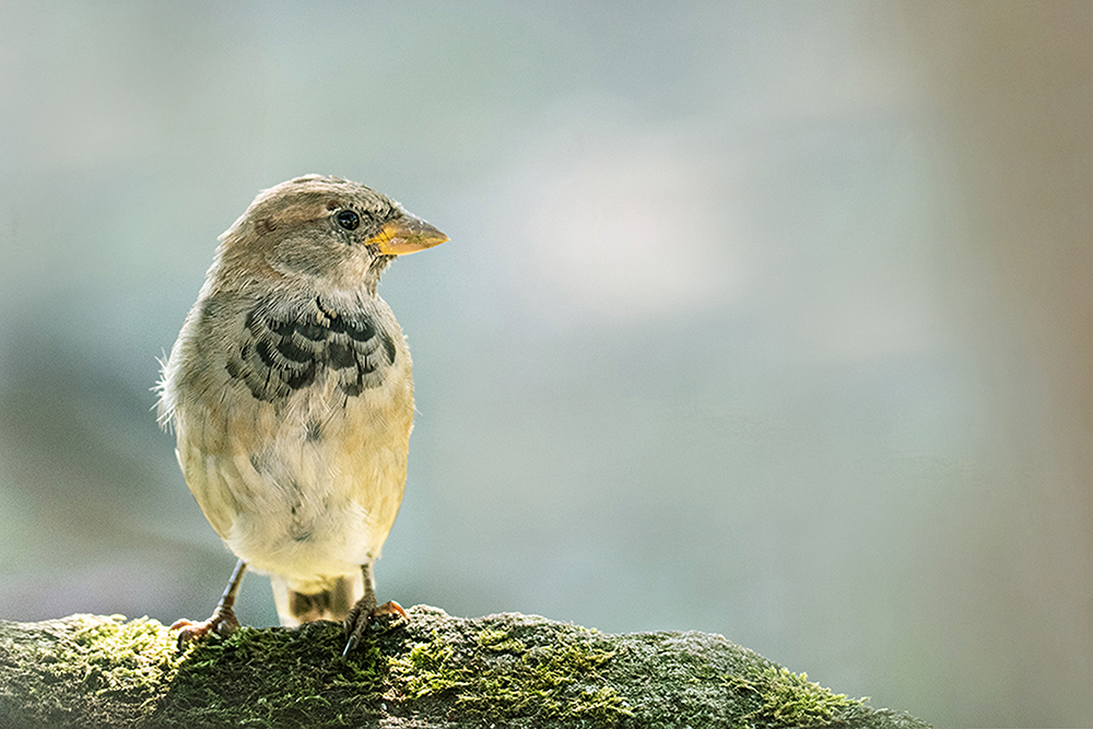 Mus - Sparrow (Allwetterzoo 8-2022)