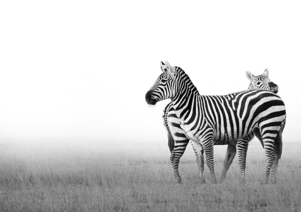 Grant zebras (Burgers Zoo 1-2020)
