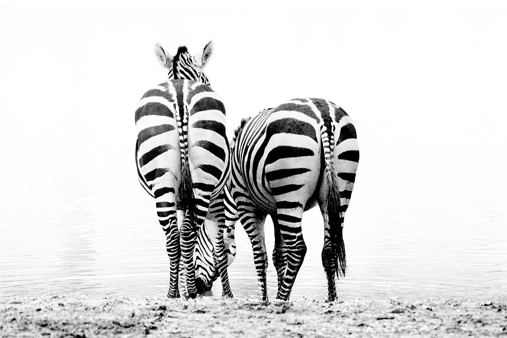 Grant zebras (Burgers Zoo 9-2022)