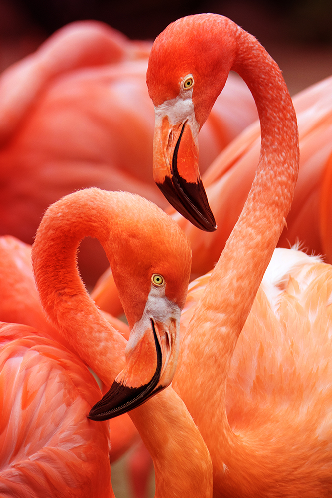 Cubaanse flamingo - Greater flamingo (Orchideëen Hoeve 7-2021)