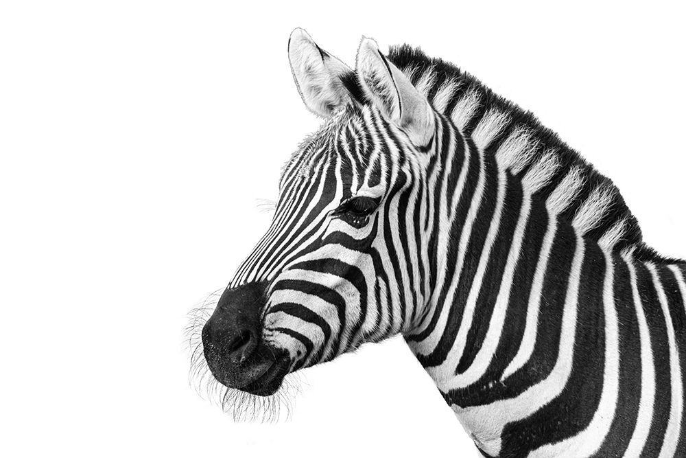 Grant zebra (Burgers Zoo 2-2020)
