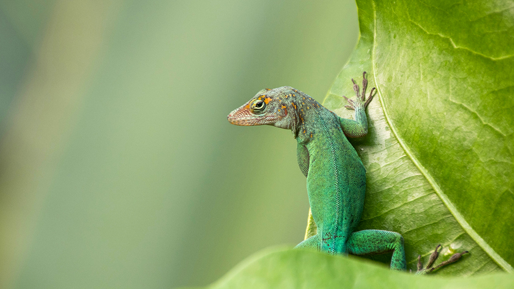 Marmeranolis (Burgers Zoo 9-2022)