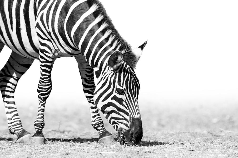 Grant zebra (Burgers Zoo 9-2022)