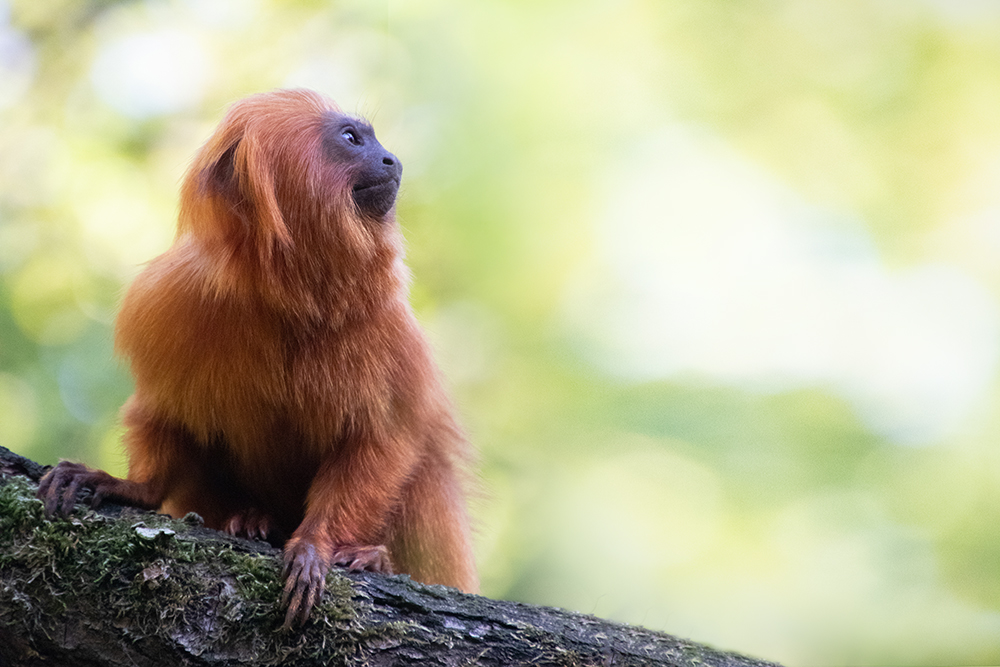 Gouden leeuwaapje - Golden lion tamarin (Apenheul 9-2018)