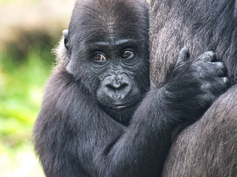 Kiango baby gorilla (Apenheul 10-2022)
