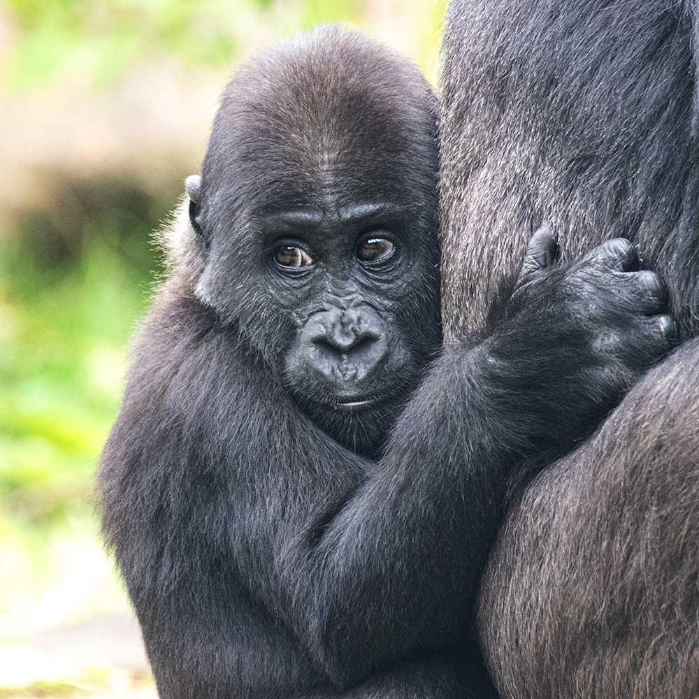Kiango baby gorilla (Apenheul 10-2022)