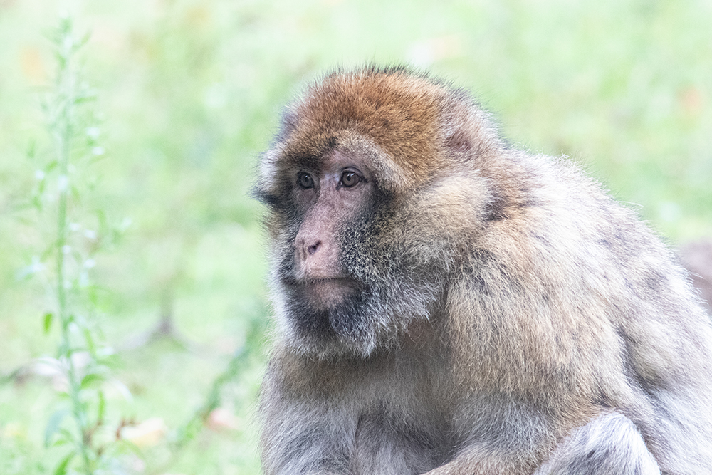 Berberaap - Barbary Macaque (Apenheul 10-2022)