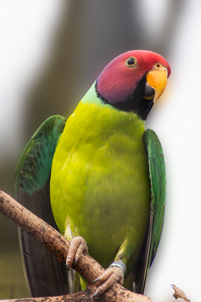 Pruimkopparkiet - Plum-headed parakeet (Diergaarde Blijdorp 3-2017)